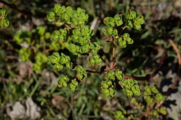 How is Euphorbia blooming?