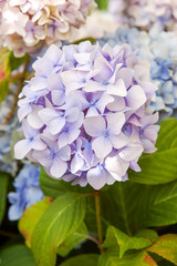 Bouquet en boule de fleurs d'hortensia lilas pastel