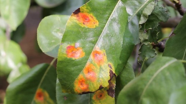 Pear green leaves with red spots of Pear rust or Gymnosporangium sabinae