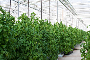 Fototapeta na wymiar Tomatoes plants growing inside a modern greenhouse