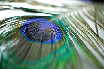 Fototapeta premium colored texture of peacock feather macro