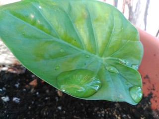 Gotas de lluvia