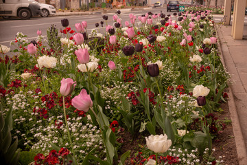 Fototapeta premium Tulipanes