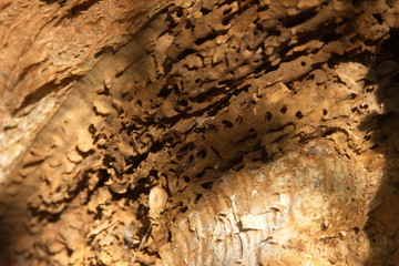 wooden inner surface of an old tree a photo of a life of a tree insect for advertising and text