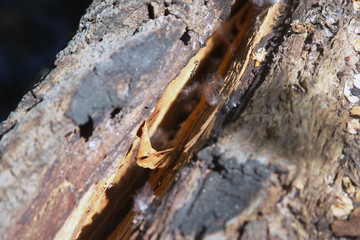 crack in the tree for advertising and text