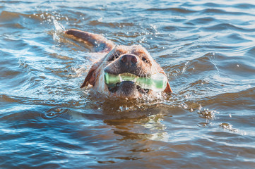 Fototapeta premium Labrador swims towards