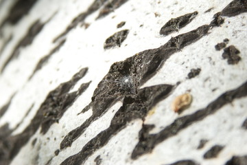 White beautiful textured birch tree bark photo for text and advertising