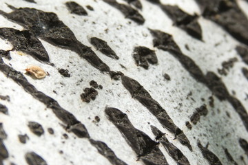 White beautiful textured birch tree bark photo for text and advertising