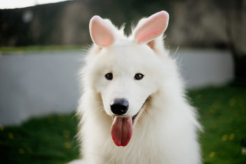 white purebred samoyed dog as easter bunny 