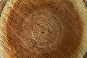 Naklejka premium large tree slice texture photo