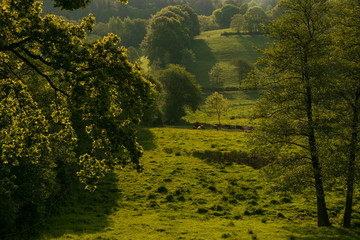 schöne Hügel Landschaft mit Rindern im Frühling