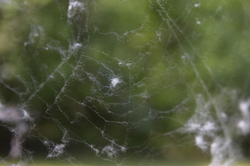 Fototapeta na wymiar spider web with white fluff on a background of green nature, texture photo