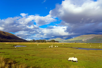 Flock of sheep grazing by Loch Eli in Highland, Scotland, UK