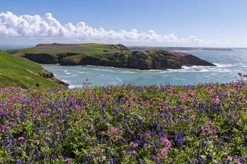 Spring landscape Skomer Island Pembrokeshire, Wales, with wild bluebells and pink sea thrift. Beautiful Welsh heritage coastline on a sunny day.