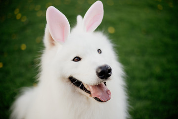 white purebred samoyed dog as easter bunny 