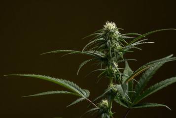 flowering of marijuana plan
