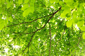 Natural green leaves for background. Safe world and ecology concept.