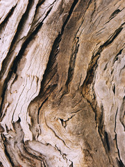 Texture of a bark, olive tree trunk , Italy