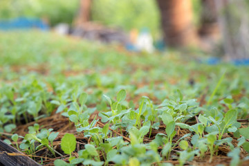 The seedlings of the vegetables in the plot, with water droplets on the leaves and the morning sunshine.