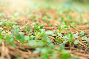 The seedlings of the vegetables in the plot, with water droplets on the leaves and the morning sunshine.