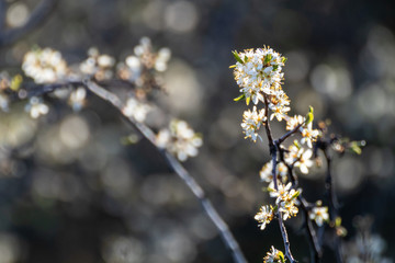 Blackthorn tender white light spring flowers bloom with dark contrast bokeh blurred background....