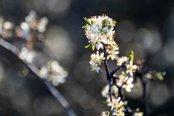 Blackthorn tender white light spring flowers bloom with dark contrast bokeh blurred background. Sunny light natural blossom macro close-up foliage  wallpaper