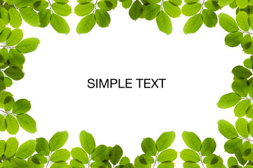 Natural green leaves on white background with copy space for banner and your text. ecology background concept.