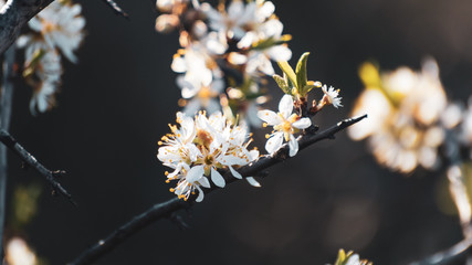 Blackthorn tender white light spring flowers bloom with dark contrast bokeh blurred background. Sunny light natural blossom macro close-up foliage  wallpaper