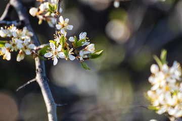 Blackthorn tender white light spring flowers bloom with dark contrast bokeh blurred background. Sunny light natural blossom macro close-up foliage wallpaper