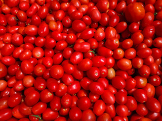 Lots of tomatoes to market.