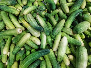Plenty of cucumbers laid for the market.