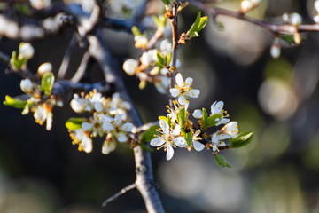 Blackthorn tender white light spring flowers bloom with dark contrast bokeh blurred background. Sunny light natural blossom macro close-up foliage wallpaper 