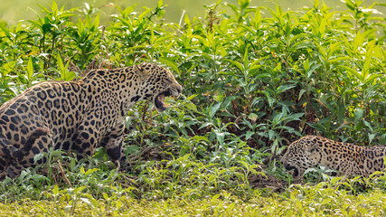 Mating ritual of the jaguar 