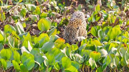 Jaguar sneak through the thick bush of the Pantanal