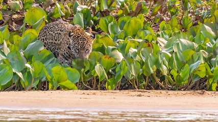 Jaguar sneaking up towards the river