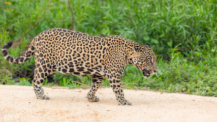 Jaguar walking over a river bank