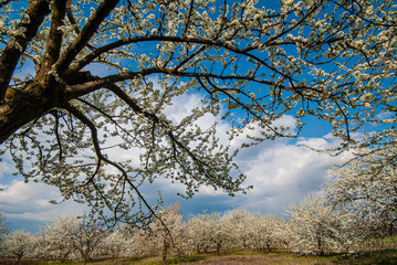 Plum branch covered with flowers against the background of a blooming garden at sunset. Natural background.
