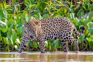Jaguar walking through a river in the Pantanal