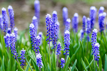 Blue Muscari flowers close up. A group of Grape hyacinth blooming in the spring. Сloseup with selective focus.
