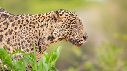 Portrait of a jaguar in the Pantanal