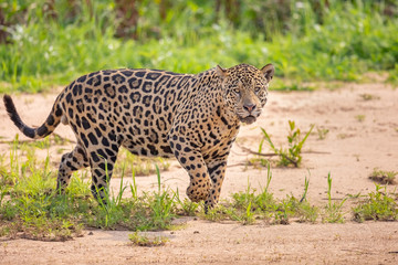 Jaguar walking alongside a riverbed in the Pantanal, Brazil