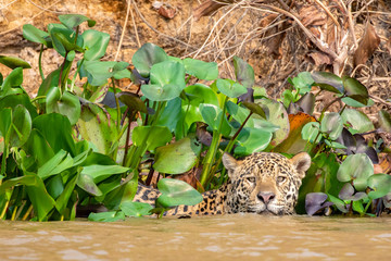 Jaguar swimming in a big river which is floating through the Pantanal