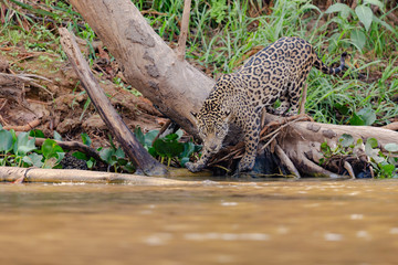 Jaguar entering the water from a tree trunk