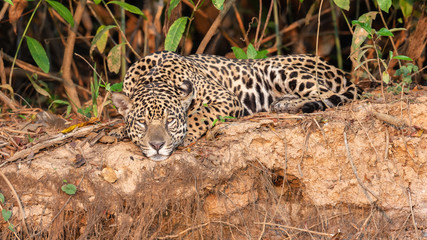 Relaxed Jaguar