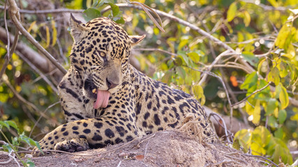 Jaguar licking it's fur