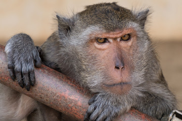 Grumpy monkey at Phra Nakhon Khiri, Phetchaburi, Thailand