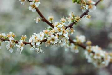 Flowering cherry plum. Branch with white flowers. Springtime