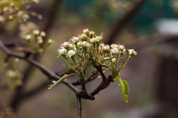 Pear flowering and drops after rain