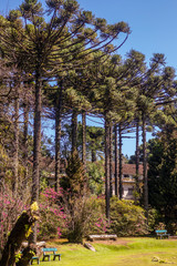 Natureza na cidade de Gramado Brasil