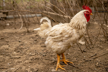 White rooster in a rural courtyard in early spring
